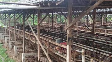 A distant view captures layer hens in wired cages inside a chicken farm building on a rainy day. This scene illustrates commercial poultry management and agricultural practices. video