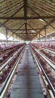 Innere von ein groß Geflügel Bauernhof mit Reihen von eingesperrt Hühner und ein einzigartig Bambus Dach Struktur betonen Essen Produktion und landwirtschaftlich Praktiken Methoden Ausübungen. video