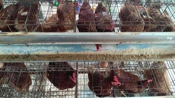 Close view of caged egg-laying hens emphasizes confinement and intensive farming. Raises questions regarding animal welfare and the reality of poultry in mass production facilities. video