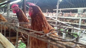 View inside of a large poultry production facility, multiple chickens are housed in wire cages, demonstrating industrial farming with an underlying concern regarding welfare. video