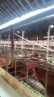A Glimpse into Intensive Poultry Farming, Captive Hens Awaiting, Displaying a Sea of Feathers within Layer Cages at a Poultry Farm in the Countryside video