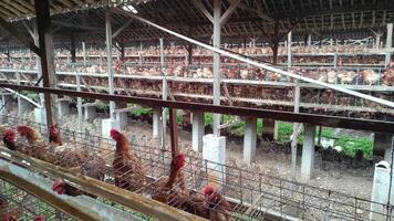 Depicts layer hens crowded within cages inside a tiered poultry farm. The focus highlights intensive farming methods and concerns around animal welfare, within industrial agriculture. video