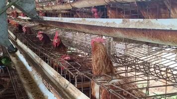 Brown hens closely confined in a wire cage system in a factory farm, showing the condition and animal welfare challenges from the intensive poultry production industry, with an ethical focus. video