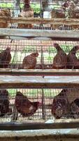 A view of caged layers within small wired enclosures on a poultry facility, a scene displaying an intensive farming environment where the fowls exist for egg production. video