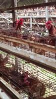 A detailed view inside a poultry farm, showcasing layer hens crammed in battery cages, and offering a glimpse into commercial egg production realities and standards. video