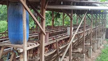Dense layer poultry structure teeming with hens under tropical rain, showing the realities of commercial aviculture within a rural agricultural setting video