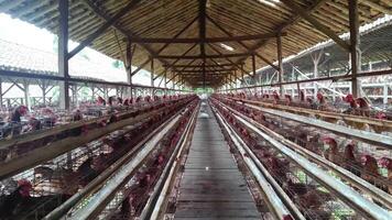 A detailed view of hens cramped closely in rows of cages inside an industrial poultry establishment, illustrating the realities of intensive animal agriculture and questioning standard practices. video
