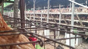 An inside glimpse of a commercial chicken layer farm, emphasizing the densely packed cage system and wire structure within an industrial agricultural context for egg production. video