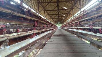 A symmetrical view down a long aisle in a chicken coop. The perspective reveals rows of caged hens and a rustic wooden beam ceiling, suggesting a large scale egg production facility. video