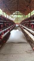 A glimpse into a poultry farm where brown hens are housed in multiple tiers of cages. A pair of white sacks containing their feed sit on the passageway floor of a rustic wooden shed. video