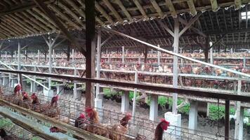A scene inside a large-scale egg-laying operation, portraying multiple layers of cages housing hens, highlighting intensive farming method in a rural poultry setting. video