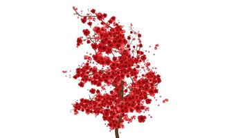 Red tree cherry blossom background pattern, spring time red sakura blossom. vector