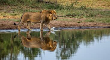 Lion with a fish in kruger national park, south africa photo