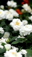 decoration background floating roses design white rose video