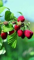 The branches with ripe raspberry berries Background video