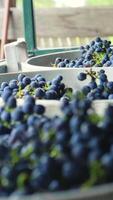 Processing Pinot Grapes for Wine Background video