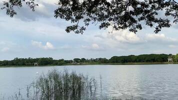 A bird fly above the lake surrounded by green tree and grass, wait for hunting. video