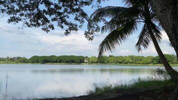 A bird fly above the lake surrounded by green tree and grass, and wait for food. video