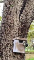 A squirrel peeks out of a small wooden box house attached to a tree in a park, surrounded by greenery and tall trees, to eat food. video