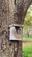 A squirrel peeks out of a small wooden nest box attached to a tree in a park, surrounded by lush greenery and tall trees. video