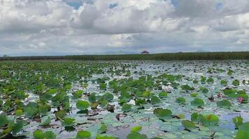 The lake of lotus flower and green leaves floating on the surface. video