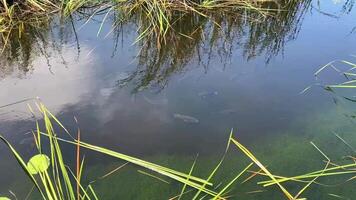 A calm pond with clear water reflecting the sky, surrounded by green reeds, with fish swimming beneath the surface in a peaceful natural setting. video