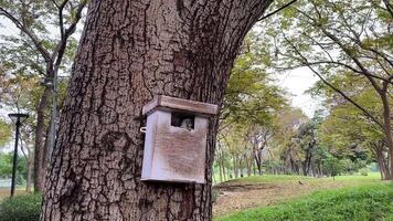 A squirrel eats foods in a small wooden house attached to a tree in a park, surrounded by lush greenery and tall trees. video