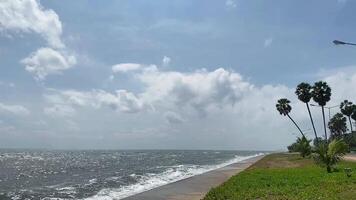 A coastal view overlooking the sea with gentle waves, and lush green plants and palm trees in the foreground. video