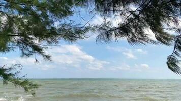 A coastal view overlooking the sea with gentle waves, and lush green pine tree in the foreground. video