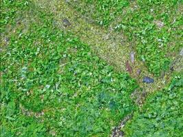 A green grassy area with a tree and a small patch of grass video
