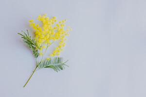 Beautiful yellow Mimosa flowers on light grey background. Flat lay. photo
