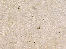 A close up of a white marble surface with some small bugs video