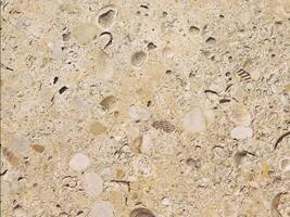 A close up of a large stone surface with many different types of shells video