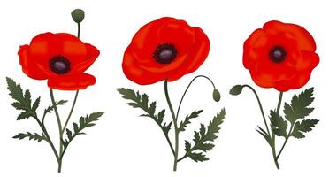 Set of 3 Realistic Vibrant Red Poppies vector