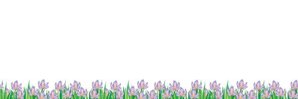 Horizontal seamless pattern featuring crocus flowers at the bottom, with space above for custom designs vector