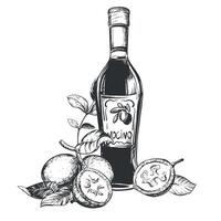 Walnut composition in engraving technique. Unripe walnut seeds whole and halves, leaves and branches. bottle of Italian liqueur Nocino. Linear sketch in black ink on white background. vector
