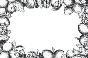 Rectangular horizontal frame made of walnuts with space for text. linear drawing in ink. Design for nut oil, liqueur Nocino. Walnuts whole and peeled kernels, leaves on a white background. vector