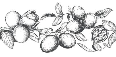 Horizontal pattern of walnut branches. border with kernels, leaves and nut skin. Illustration in engraving style. Design for pasta, nut paste or liqueur. Hand drawn ink sketch. vector