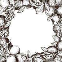Square frame of walnuts with space for text. illustration in engraving technique. Design for nut paste, oil, liqueur Nocino. Walnuts whole and peeled kernels, leaves on white background. vector