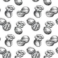 Hand drawn walnut sketch illustration. Seamless pattern walnut kernel, whole walnut, shell sketch icon. Fresh organic food, oil. Black and white nut drawing. Isolated on white background. vector