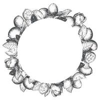 round frame made of walnut in engraving technique. Unripe walnut seeds whole and halves, leaves and branches in a wreath. Design for Nocino liqueur. Line sketch in black ink. vector