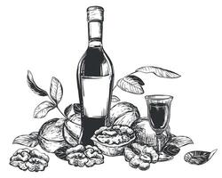 Walnut liqueur in engraving technique. Ripe walnut seeds whole and halves and leaves. Bottle of walnut liqueur, glass with aperitif. Linear sketch in black ink on white background. vector