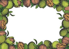 Rectangular horizontal frame made of walnuts with space for text. sketch of nut paste, liqueur, oil. Walnuts whole and peeled kernels, leaves. Linear drawing in color engraving technique. vector