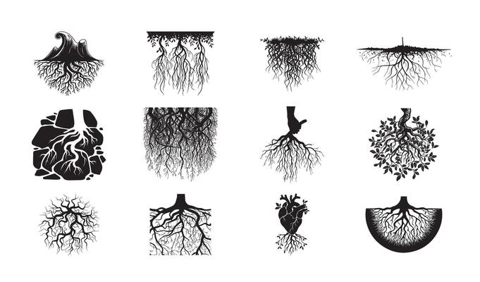 Set of Detailed Black and White Root System Illustrations