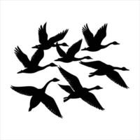 Large flock of mute swans vector