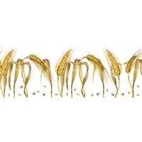 Seamless watercolor border, ears of wheat, grains of wheat, all objects are hand-drawn in watercolor and isolated on a white background. Suitable for printing on fabric, dishes, kitchen textiles vector