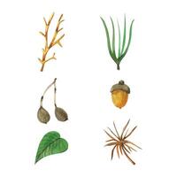 A set of watercolor illustrations. Tree leaves, cones, acorns, pine needles, all objects are hand-drawn with watercolors. Forest plants. For packaging design, stationery, printing on fabric and paper vector