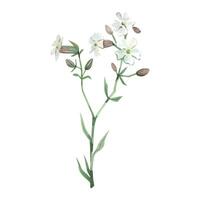 Wildflower Campion or Rose Campion white with green leaves, all objects hand painted with watercolor and isolated on white background. For printing on fabric and paper, for invitations and cards vector