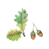 Two acorns and green oak leaves on a branch, all objects are hand-painted with watercolors on a white background. Watercolor illustration. For postcards, invitations, for book and magazine design vector