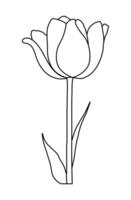 Sketchspring flower tulip isolated on a white background vector